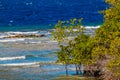Mangrove trees on the shore of the Caribbean Sea Royalty Free Stock Photo