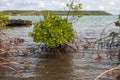 Mangrove trees at the shores of St. Joris Bay, Curacao Royalty Free Stock Photo