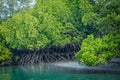 Mangrove trees, Sundarban, West Bengal, india