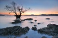 Mangrove trees sunset