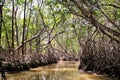 Mangrove trees in swamp at Celestun