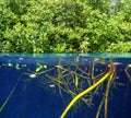 Mangrove up down waterline real ecosystem Royalty Free Stock Photo