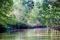 Mangrove vegetation on the banks of the Parnaiba River. Northeast Brazil, state of MaranhÃÂ£o. Royalty Free Stock Photo
