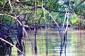 Mangrove vegetation on the banks of the Parnaiba River. Northeast Brazil, state of MaranhÃÂ£o. Royalty Free Stock Photo