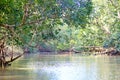 Mangrove vegetation on the banks of the Parnaiba River. Northeast Brazil, state of MaranhÃÂ£o. Royalty Free Stock Photo