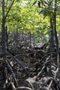 Mangrove on volcanic beach in the Philippines