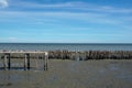 Mangrove wet land at sea with concrete walkway in sunny day