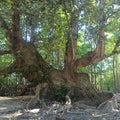 Mangroveforest at WestBali National Park Royalty Free Stock Photo