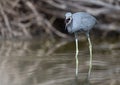 Little blue heron Egretta caerulea catching a fish that flies in its beak. Royalty Free Stock Photo