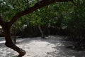 Mangroves on the Beach of Mango Halto in Aruba