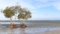 Mangroves on a beach of Puerto Princesa, Palawan in the Philippines Royalty Free Stock Photo