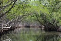 Mangroves in the Caribbean