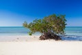 Mangroves at caribbean seashore,Cayo Jutias beach, Cuba Royalty Free Stock Photo