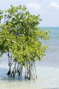 Mangroves, Caye Caulker Royalty Free Stock Photo