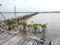 mangroves on the coast of the Mangkang Kulon sea Royalty Free Stock Photo