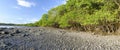 Mangroves, Costa Rica Royalty Free Stock Photo
