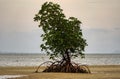 Mangroves at Elim Beach