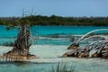 Mangroves and estromatolitos at Bacalar lagoon Royalty Free Stock Photo