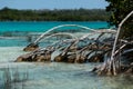 Mangroves and estromatolitos at Bacalar lagoon Royalty Free Stock Photo