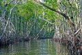 Mangroves Everglades Royalty Free Stock Photo