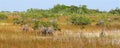 Mangroves in the Everglades