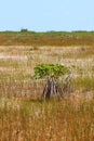 Mangroves in the Everglades