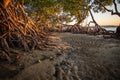 Mangroves at 1770 in the fading sunset Royalty Free Stock Photo