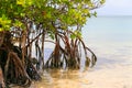 Mangroves in the Florida Keys Royalty Free Stock Photo