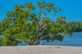 Mangroves in the Florida Keys on Sombrero Beach, Marathon, Florida Royalty Free Stock Photo