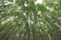 Mangroves forest