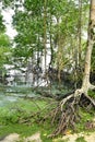 Mangroves forest Coastal Area