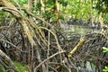 Mangroves forest Coastal Area