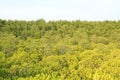 Mangroves forest