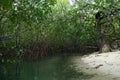 Mangroves forest and river on Mogo Mogo island, Panama Royalty Free Stock Photo