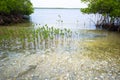 Mangroves forest in Sine de Saloum