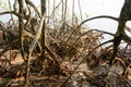 Mangroves forest in Tart,Thailand