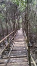 Mangroves forest
