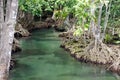 Mangroves forest