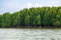 Mangroves Forrest by the Sea, Very Beautiful Green Mangrove island in Thailand