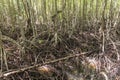 Mangroves at Gaya Island in Tunku Abdul Rahman National Park, Sabah, Malays Royalty Free Stock Photo