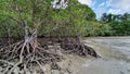 Mangroves growing near the beach Australia