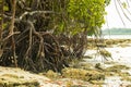 Mangroves at havelock Island