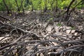 The mangroves. Royalty Free Stock Photo