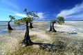 Mangroves During the Low Tide