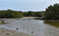 Mangroves, Mud Flats and Tidal Lagoons in Aruba Royalty Free Stock Photo