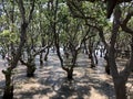 Mangroves Photo