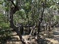 Mangroves Photo