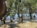 Mangroves Photo