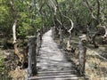 Mangroves Photo