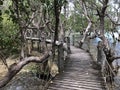 Mangroves Photo